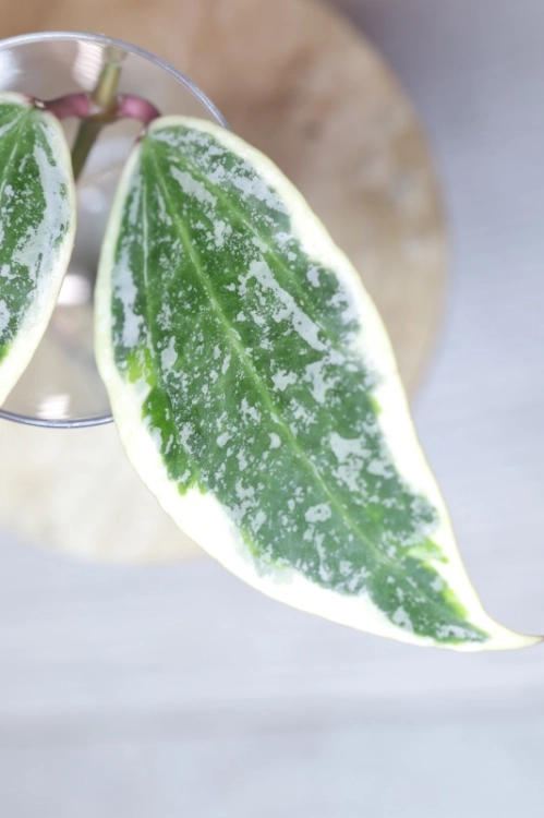 Hoya sp. Rangsan Albomarginata Splash