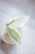 Hoya sp. Rangsan Albomarginata Splash