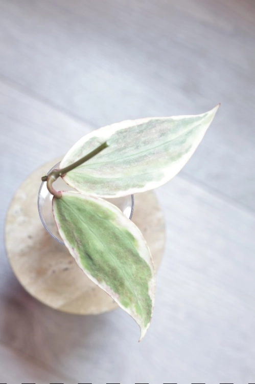 Hoya sp. Rangsan Albomarginata Splash