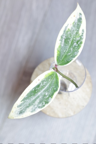 Hoya sp. Rangsan Albomarginata Splash