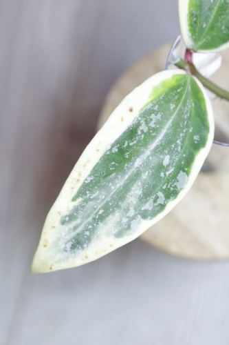 Hoya sp. Rangsan Albomarginata Splash