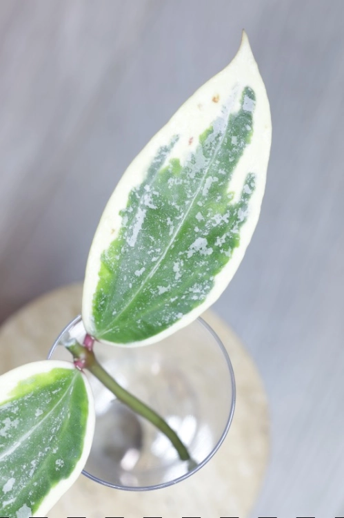 Hoya sp. Rangsan Albomarginata Splash