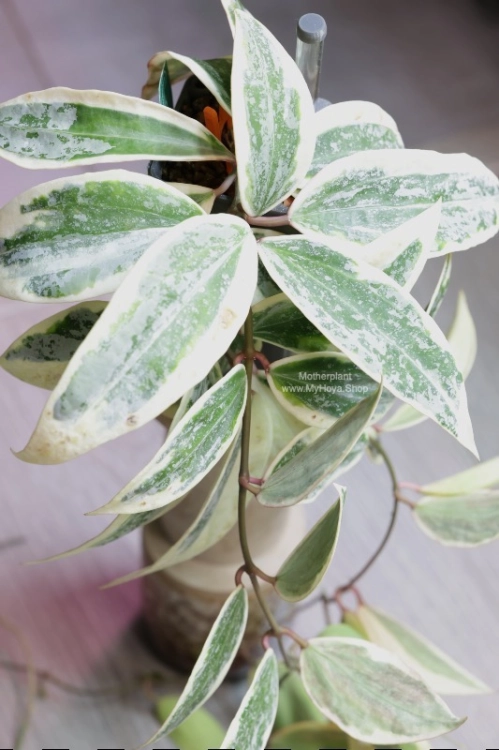 Hoya sp. Rangsan Albomarginata Splash