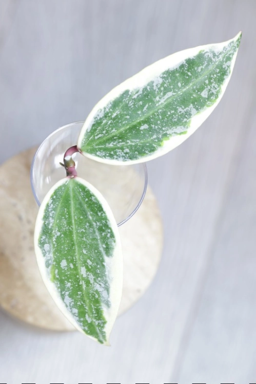 Hoya sp. Rangsan Albomarginata Splash