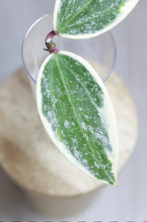 Hoya sp. Rangsan Albomarginata Splash