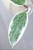 Hoya sp. Rangsan Albomarginata Splash