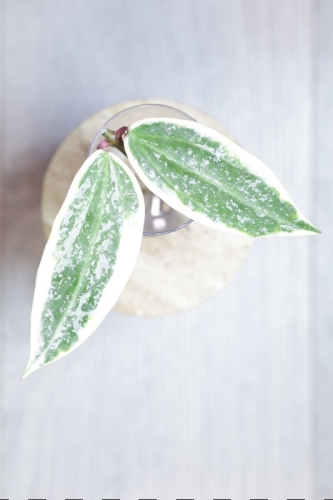 Hoya sp. Rangsan Albomarginata Splash