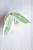 Hoya sp. Rangsan Albomarginata Splash