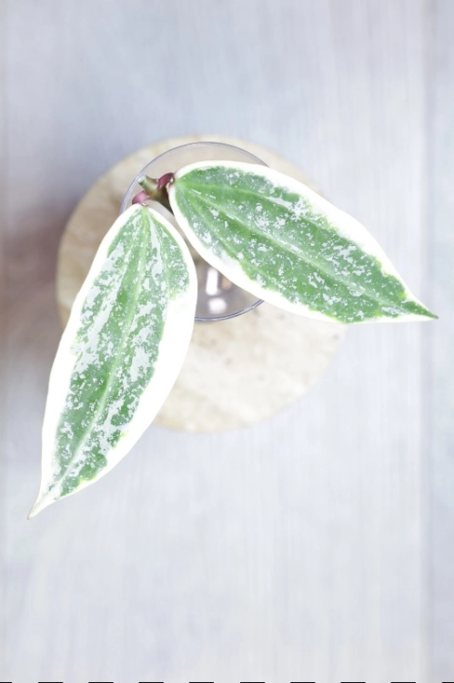 Hoya sp. Rangsan Albomarginata Splash