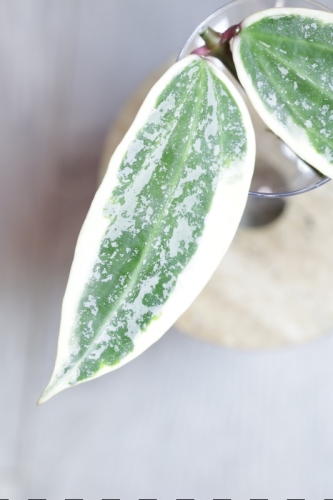 Hoya sp. Rangsan Albomarginata Splash