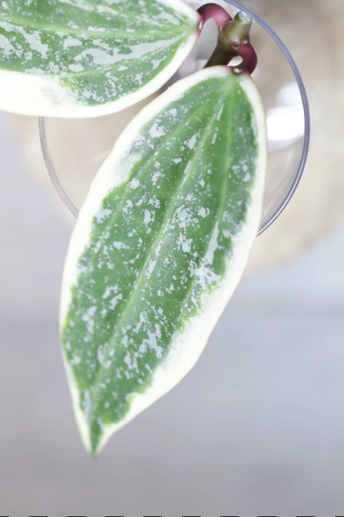 Hoya sp. Rangsan Albomarginata Splash
