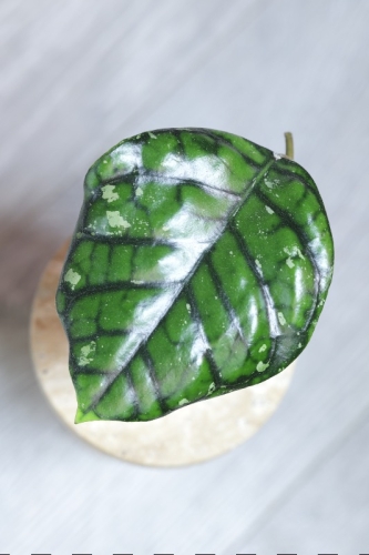 Hoya Callistophylla Chibi