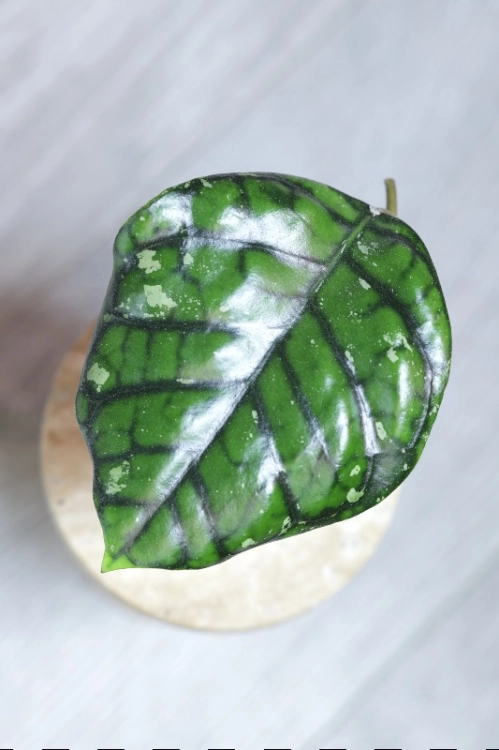 Hoya Callistophylla Chibi