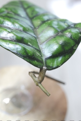 Hoya Callistophylla Chibi