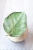 Hoya Callistophylla Chibi
