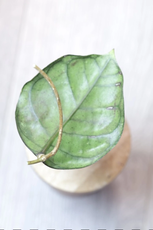Hoya Callistophylla Chibi