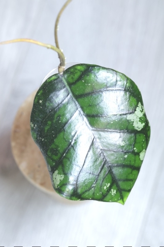 Hoya Callistophylla Chibi