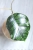 Hoya Callistophylla Chibi