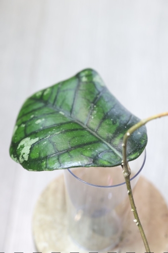 Hoya Callistophylla Chibi