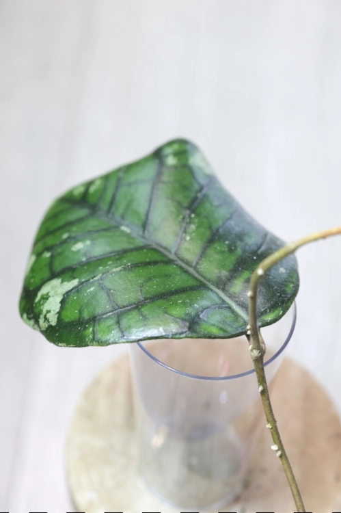 Hoya Callistophylla Chibi