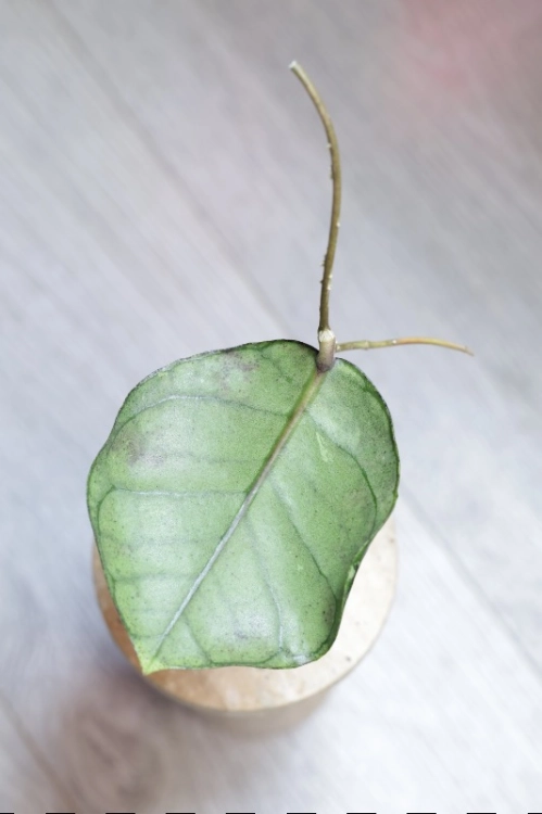 Hoya Callistophylla Chibi