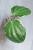 Hoya Latifolia Albomarginata Round Leaf