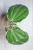 Hoya Latifolia Albomarginata Round Leaf