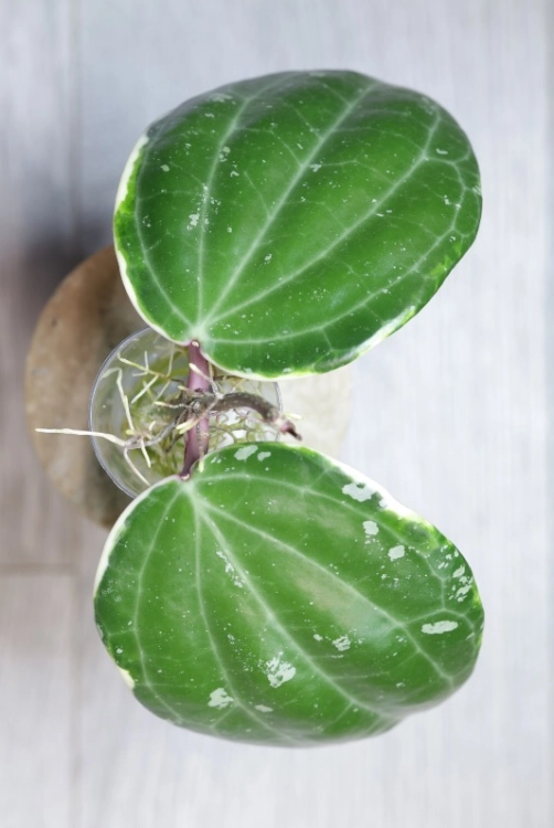 Hoya Latifolia Albomarginata Round Leaf