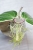 Hoya Latifolia Albomarginata Round Leaf