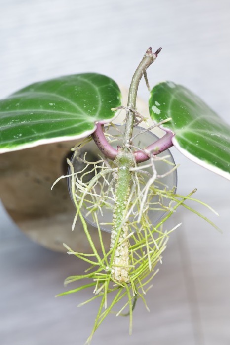 Hoya Latifolia Albomarginata Round Leaf