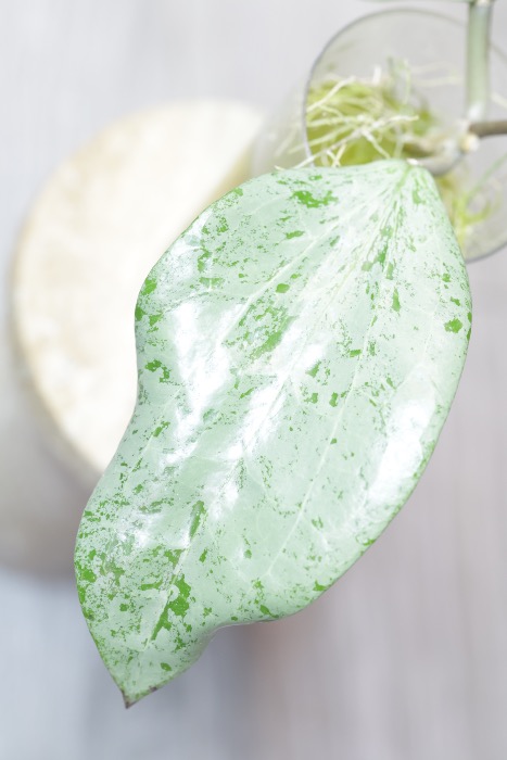 Hoya Glabra Silver