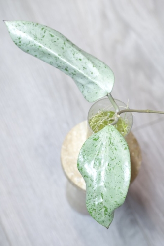 Hoya Glabra Silver
