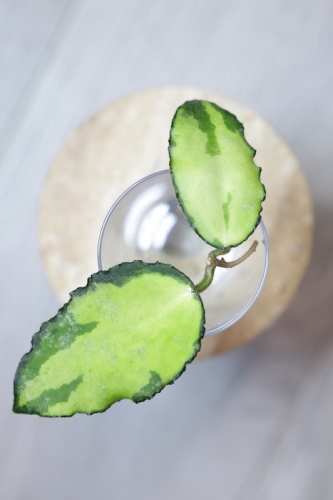Hoya Caudata Variegata