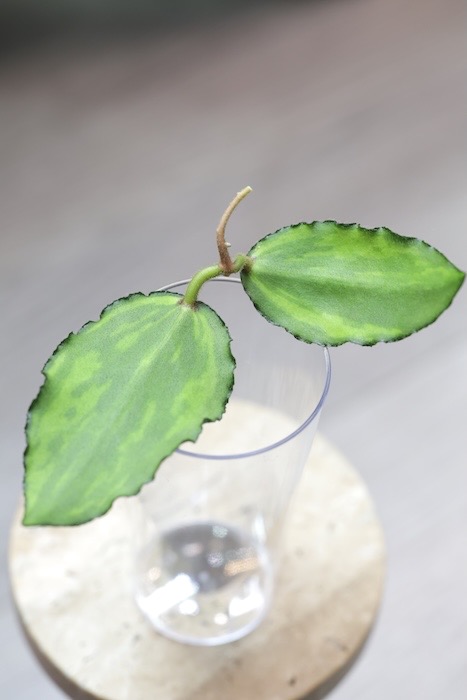 Hoya Caudata Variegata