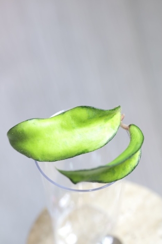 Hoya Phuwuaensis Variegata