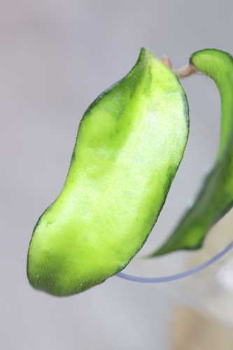 Hoya Phuwuaensis Variegata