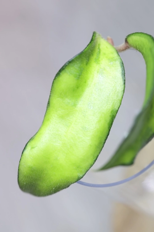 Hoya Phuwuaensis Variegata