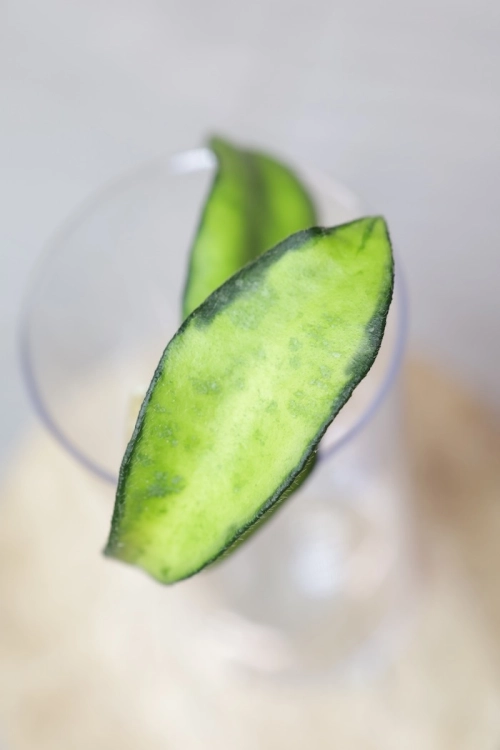 Hoya Phuwuaensis Variegata