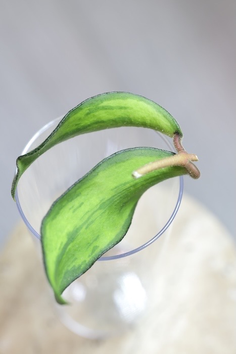 Hoya Phuwuaensis Variegata