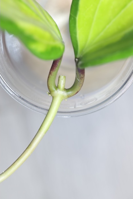 Hoya Merrillii Variegata