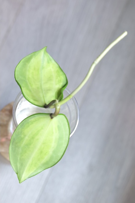Hoya Merrillii Variegata