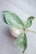 Hoya sp. Lai Chau Silver (Round form)