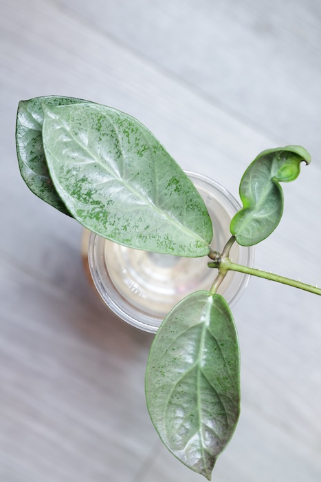 Hoya sp. Lai Chau Silver (Round form)