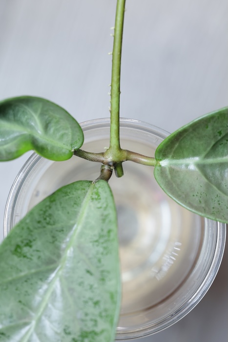 Hoya sp. Lai Chau Silver (Round form)