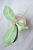 Hoya sp. Lai Chau Silver (Round form)