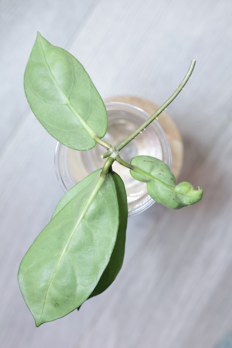 Hoya sp. Lai Chau Silver (Round form)