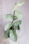 Hoya sp. Lai Chau Silver (Round form)