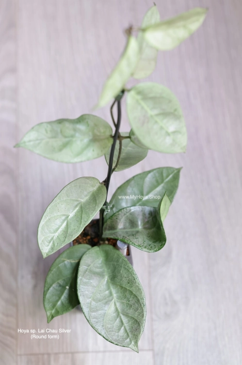 Hoya sp. Lai Chau Silver (Round form)