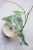 Hoya sp. Lai Chau Silver (Round form)
