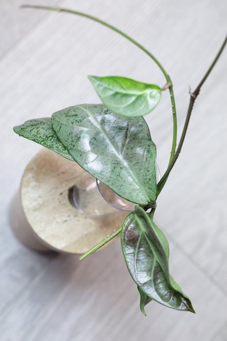 Hoya sp. Lai Chau Silver (Round form)